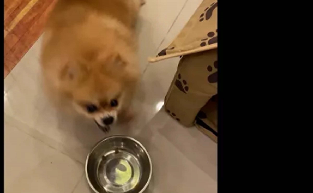 Video: Cún cưng vùng vằng giận dỗi vì bị chủ cắt xén phần ăn